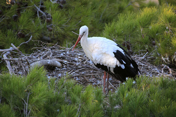 stork