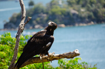 Black kite ( Milvus Migrans ) bird perched on dead tree.