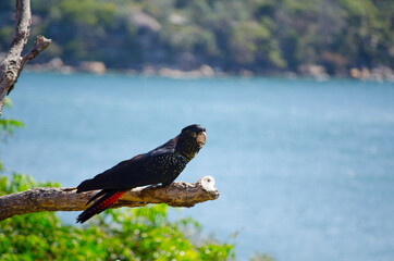 Red-Tailed Black cockatoo bird on dead tree.