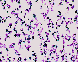 Gram staining of a mix of Micrococcus luteus and Pseudomonas entomophila bacteria