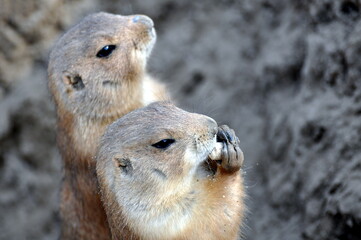 Schwarzschwanz-Präriehund