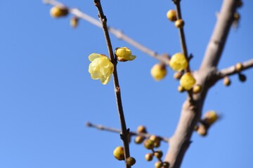 Winter sweet blossoms. Calycanthaceae deciduous tree. The flowering season is from December to February. 