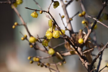 Winter sweet blossoms. Calycanthaceae deciduous tree. The flowering season is from December to February. 