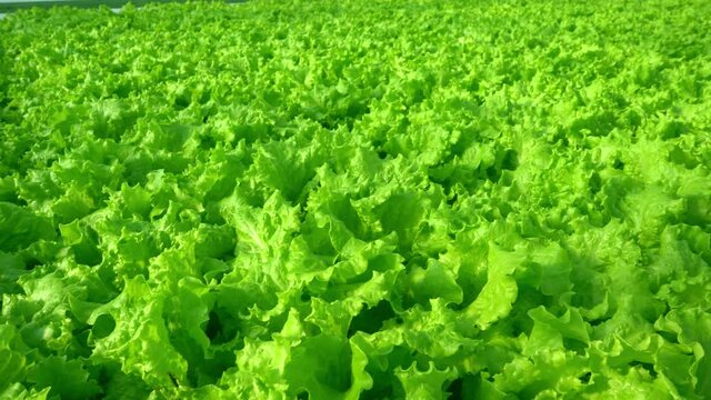 Grow lettuce close-up in the greenhouse. Green plantations of lettuce. Green bushes and seedlings on the farm. Agriculture. Vitamin and healthy food. Farm. Micro greens.