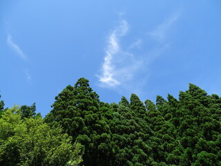 Fototapeta premium 里山