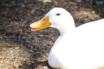 Beautiful bright white duck sitting alone on the ground in close-up.