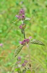 Blooming plant (Clinopodium chinense)