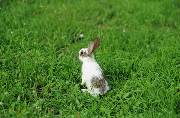 Naklejka premium baby rabbit on the grass