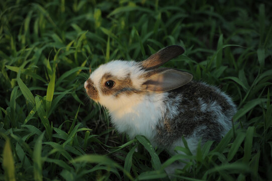 baby rabbit on the grass