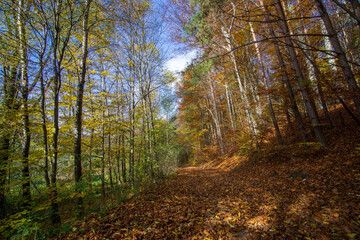 Autumn in the forest