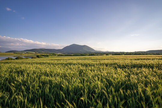 Cornfield arround the hill