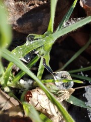grasshopper on a leaf