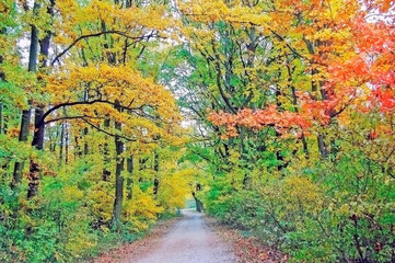 Autumn Forest