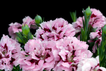 beautiful flower of decorative carnation
