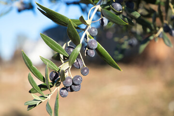 olive branch with ripe olives on the tree. Olive oil