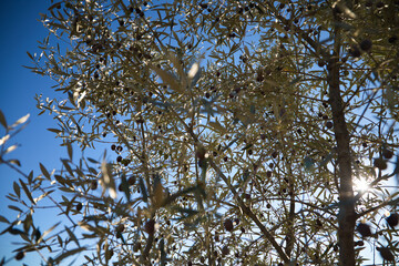 rays of sunlight entering against the light between the branches of an olive tree. You can see the olives. Olive oil