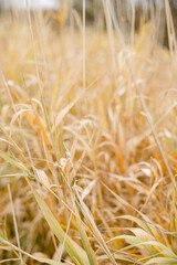 Yellowed wild grass in the fall in a flood meadow. Grains swaying in the wind