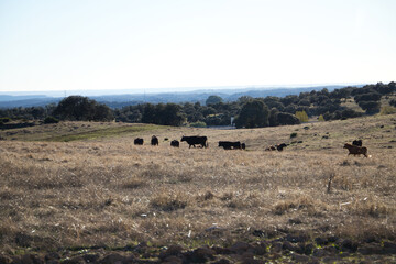 Cows in a hay field, grazing on green grass on a cow farm, a beautiful landscape of cows in the countryside in any season of the year.