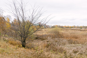 Low clouds cross over the tops of trees in autumn