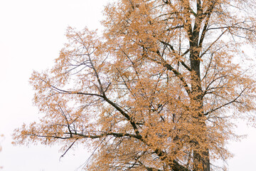 Fototapeta premium A lonely tree with yellow, withered leaves against a cloudy sky