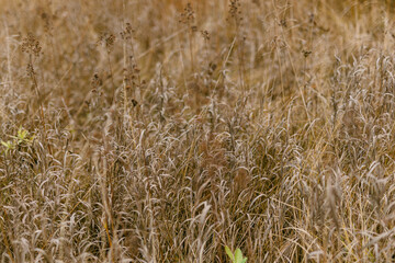 yellow wild grass on the field.