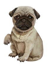 Cute Pug puppy.Dog watercolor.