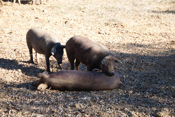three iberian pigs, one lying on the ground and the other lying on its face in the Dehesa or field. Iberian ham concept and feeding.