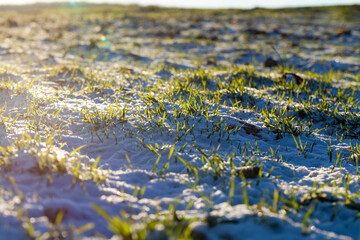 small winter rye in the winter season in the snow