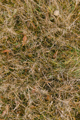 Autumn leaves on yellow grass field, view from above
