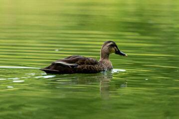 duck on the lake