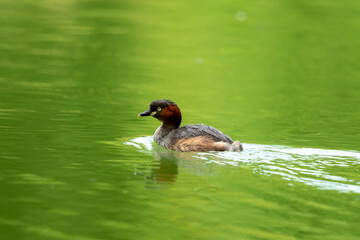 Little Grebe on the water.