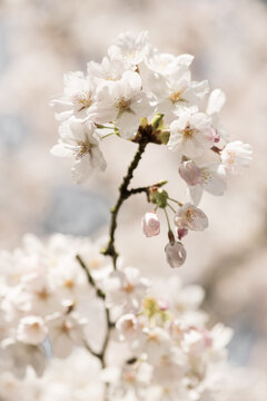close-up of white and pink sakura cherry blossom branch in spring