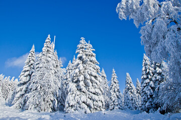 Beautiful white winter landscape in Harz Germany