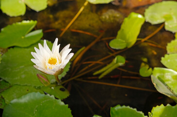 white lotus water lily flower