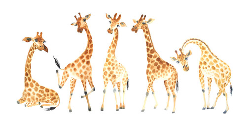 A company of funny and cute giraffes for your amazing projects. Watercolor Clipart Set isolated on white background - obrazy, fototapety, plakaty