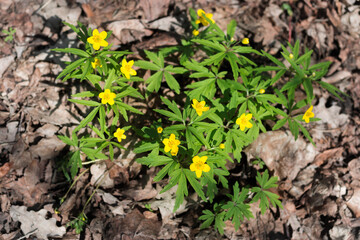 Flowering plant Meadow Buttercup