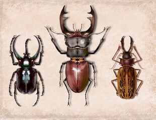 stag beetle isolated on vintage  background