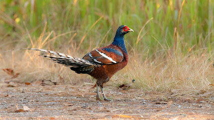 Bar-tailed pheasant standing on the roadside