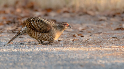 Female Bar-tailed pheasant standing on the roadside