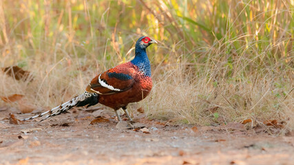 Bar-tailed pheasant standing on the roadside