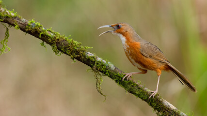 Rusty-Cheeked Scimitar Babbler perching on a perch