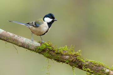 Japanese Tit perching on a perch
