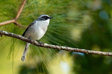 Male Grey Bushchat perching on pine perch