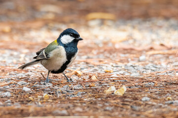 Japanese Tit perching on the ground