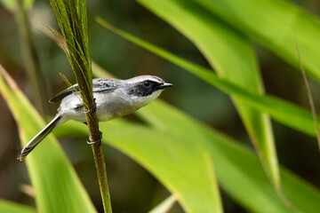 Male Grey Bushchat perching on tall grass stem