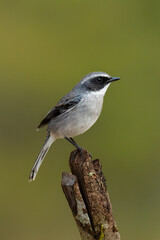 Male Grey Bushchat perching on a perch