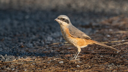 Grey-backed Shrike perching on the ground