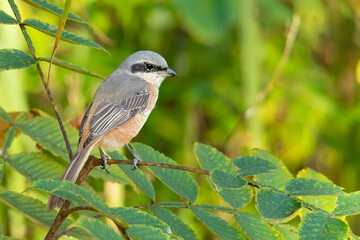 Grey-backed Shrike perching on a perch