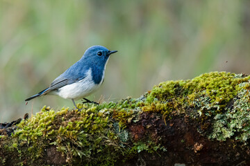 Ultramarine Flycatcher perching on tree trunk