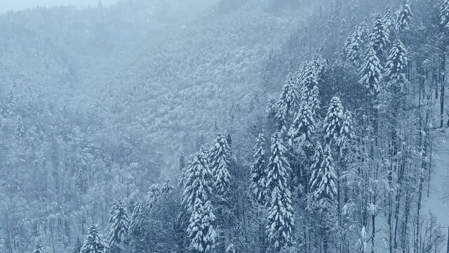 Aerial shot: spruce and pine winter forest completely covered by snow.